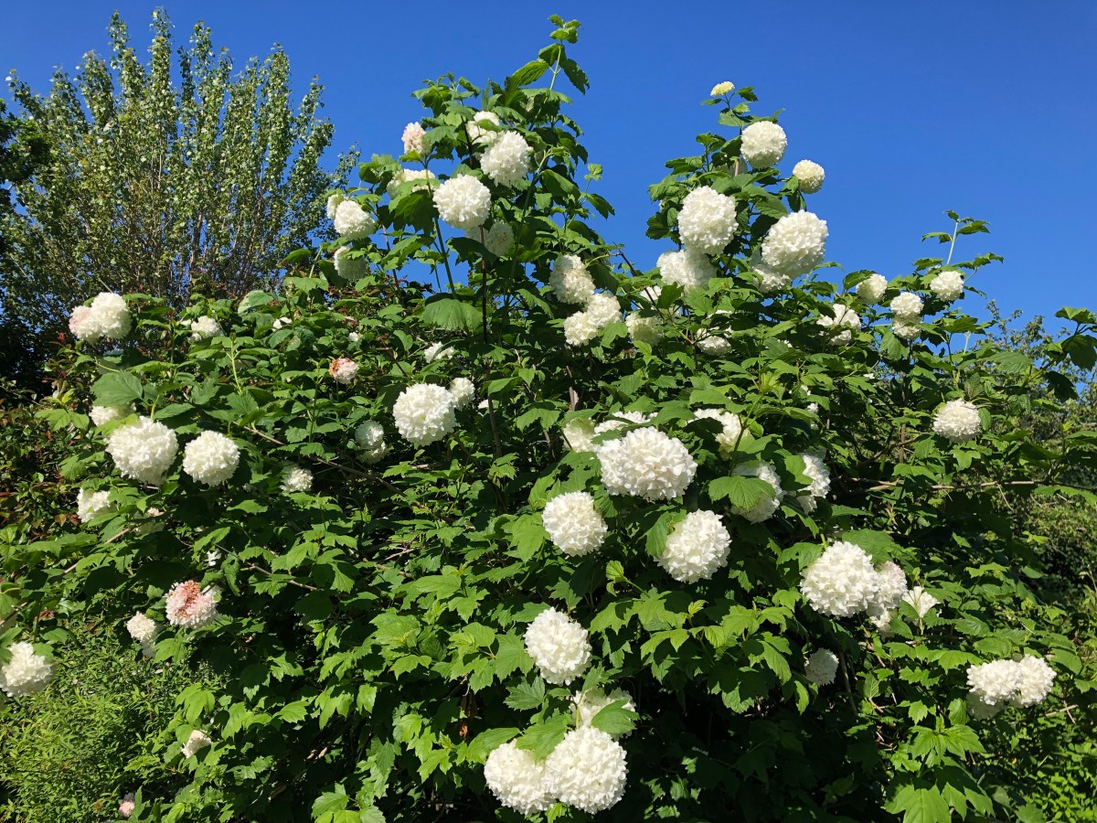 Haven – min velsignelse og&nbsp;forbandelse