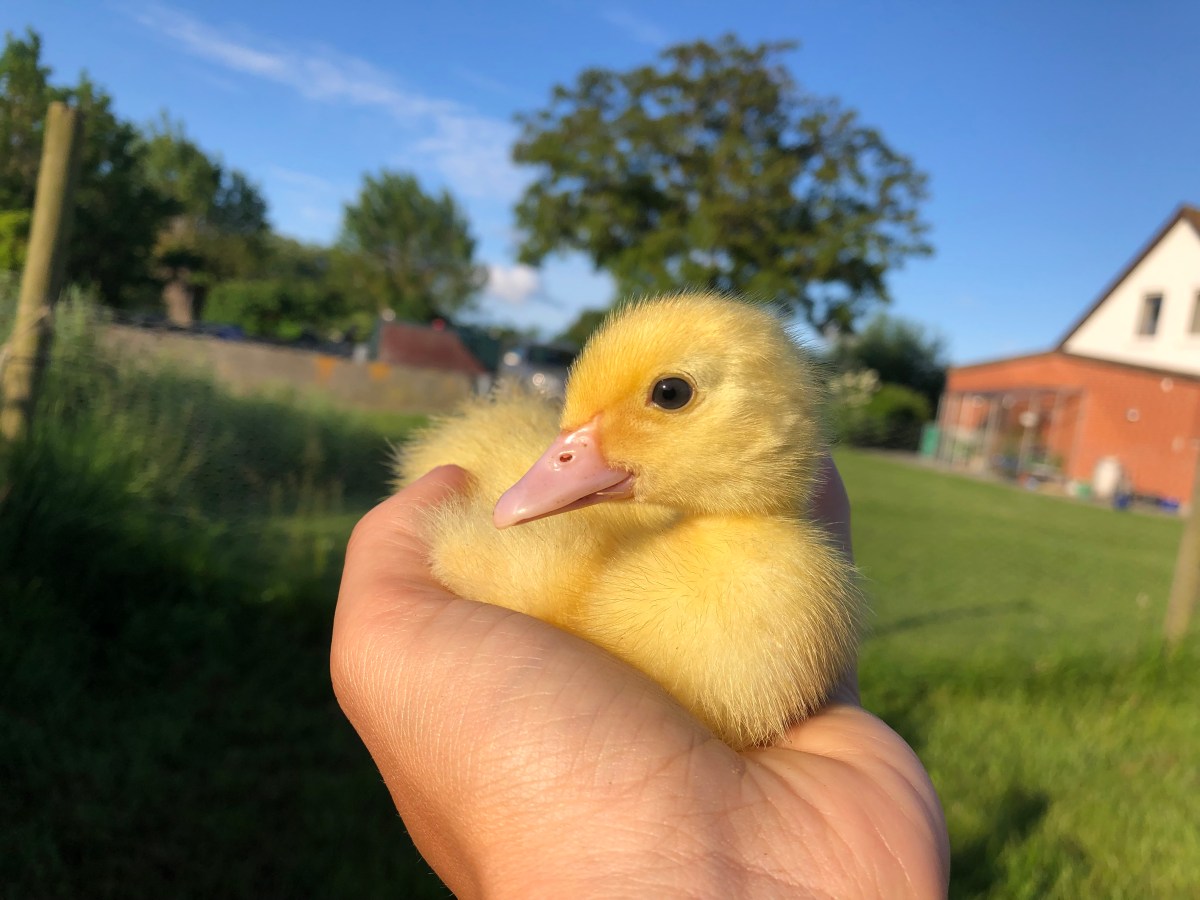 Ole Ællings endeligt
